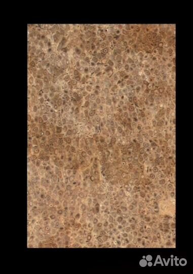 Окаменевший фрагмент ствола папоротника Tempskya