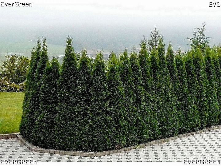 Туи для изгороди