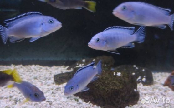 Цихлиды Псевдотрофеус Пиндани