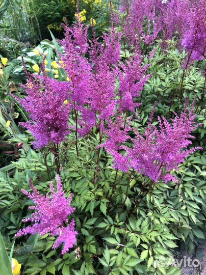 Цветы для сада