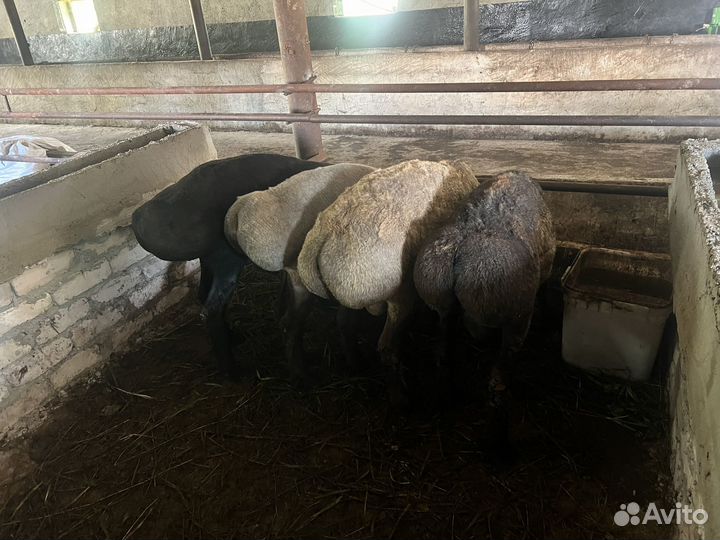 Курдючные бараны