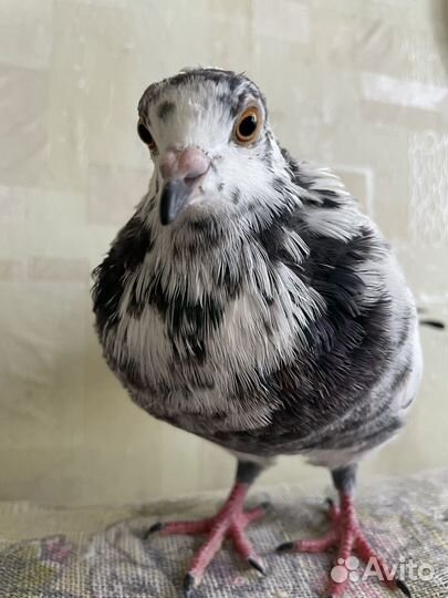 Голубь в добрые руки