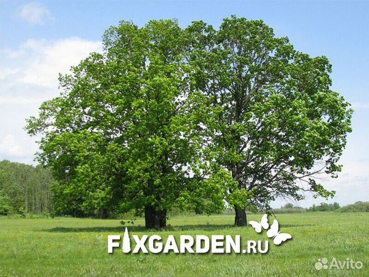 Дуб черешчатый Высота от 300см