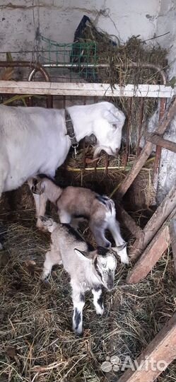 Козье молоко, творог, сыр, яйцо куриное