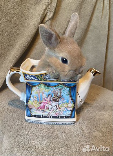 Кролики карликовые (окрас серый, кремовый, рыжий)