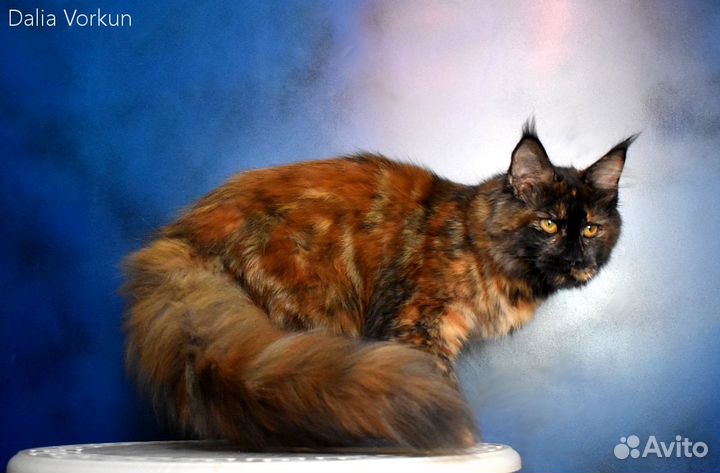 Котенок мейн-кун
