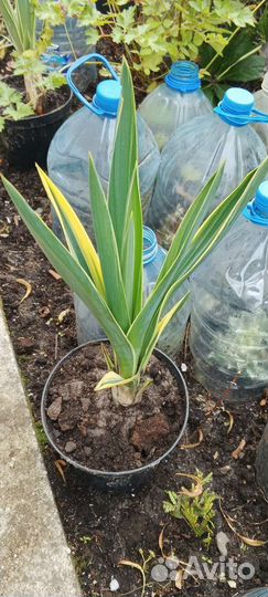 Юкка вариегатная садовая, зверобой декоративный