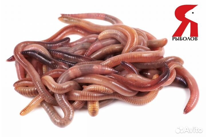 Черви дендробена