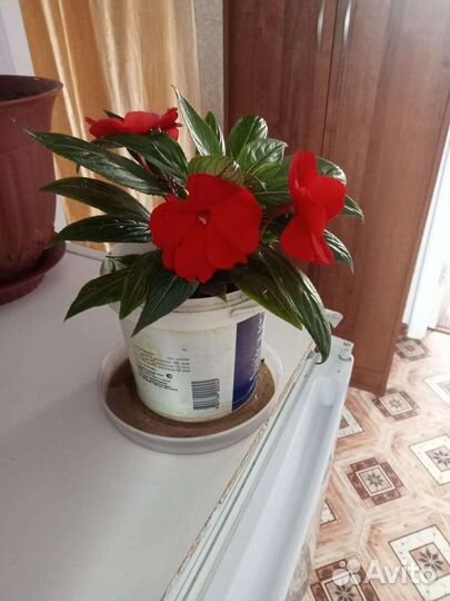 Продам цветы комнатные
