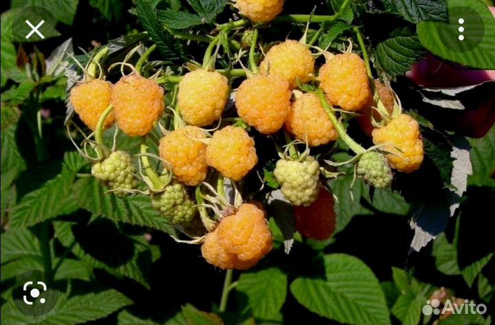 Саженцы желтой малины и красной