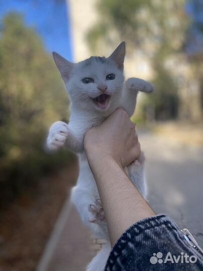 Котёнок, девочка