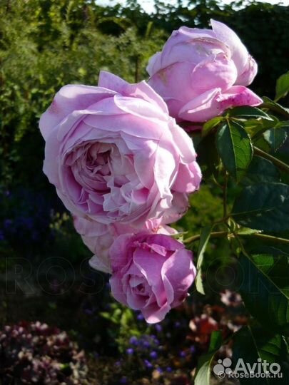 Саженцы Роз Spirit of Freedom/спИрит оф фрИдом