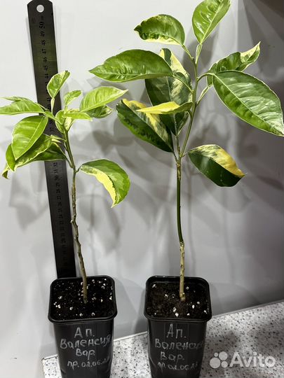 Апельсин валенсия Вариегатный