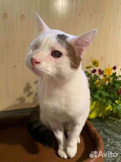 Котик в добрые руки
