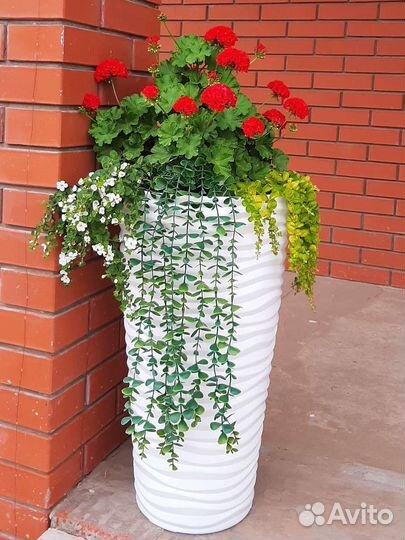 Вербейник монетчатый