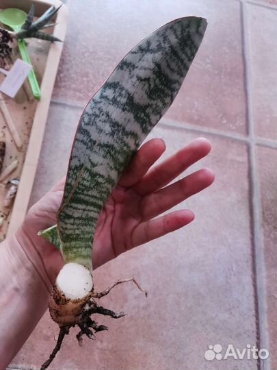 Сансевиерия Пуфамун (Phufamoon Delight)