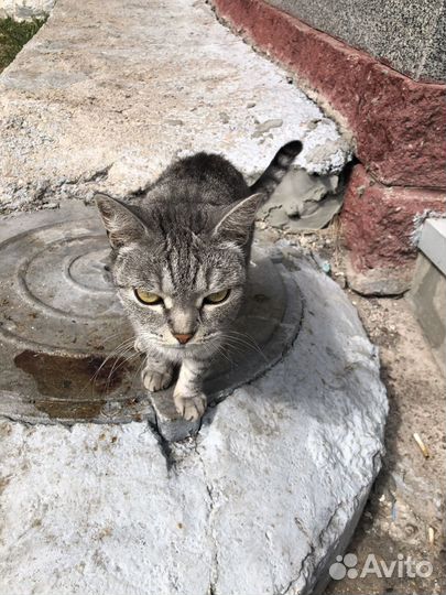 Породистый кот