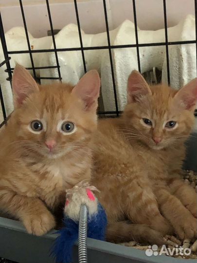 Солнышки в любящие руки