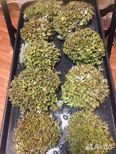 Цетрария исландская (Исландский мох)