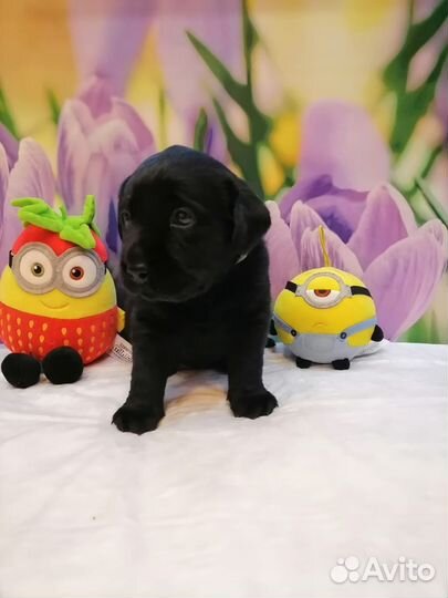 Щенки лабрадора