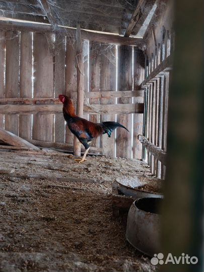 Бойцовые петухи