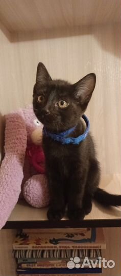 Отдаем в добрые руки очаровательных мышеловок