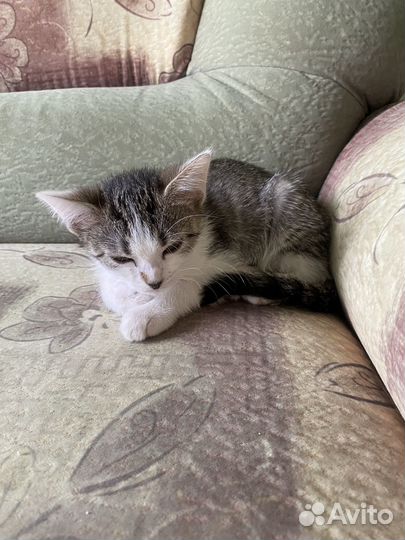 Кошечка,2,5 месяца