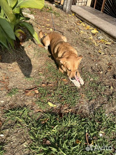 Будка для собаки