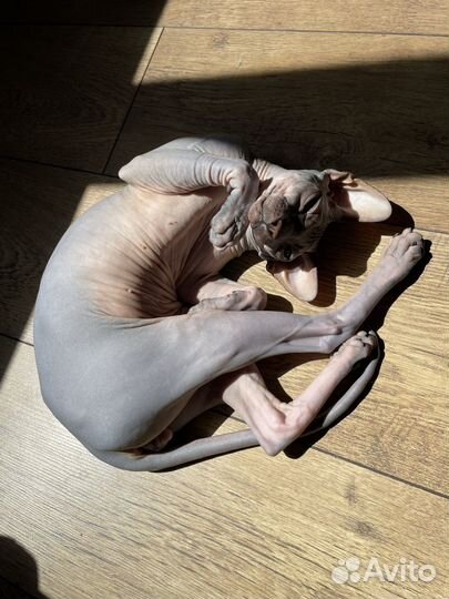 Донской сфинкс