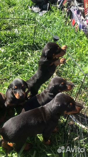 Щенки добермана