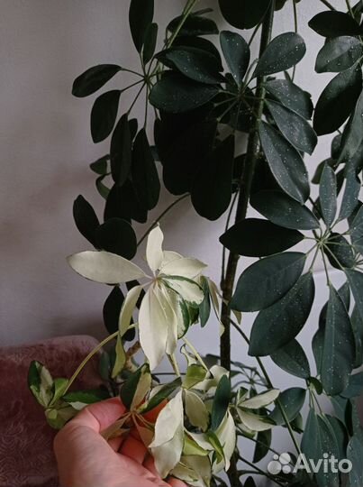 Шеффлера белая и зеленая из одного ствола 180см