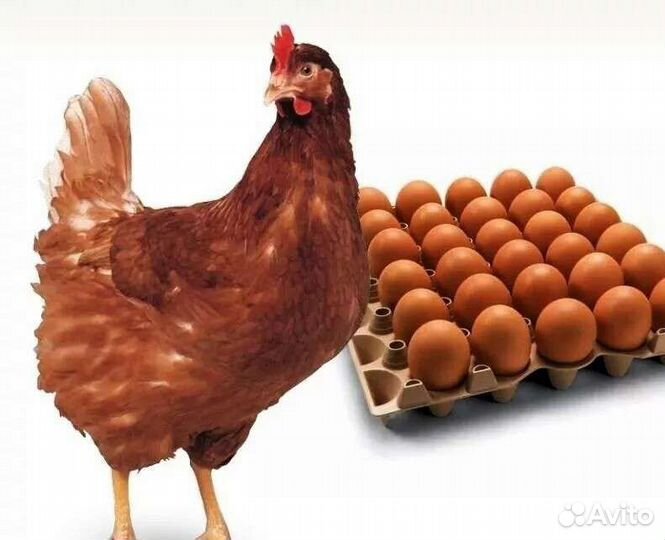 Курочки молодки разных пород