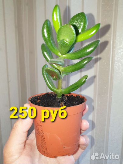 Кактусы и суккуленты