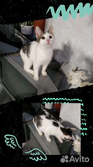 Котенок в добрые руки