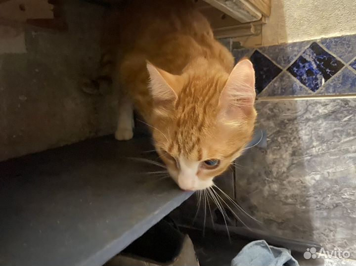 Кот Захар- самый лучший Кот в мире