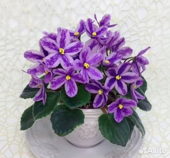 Комнатные растения цветы Фиалка