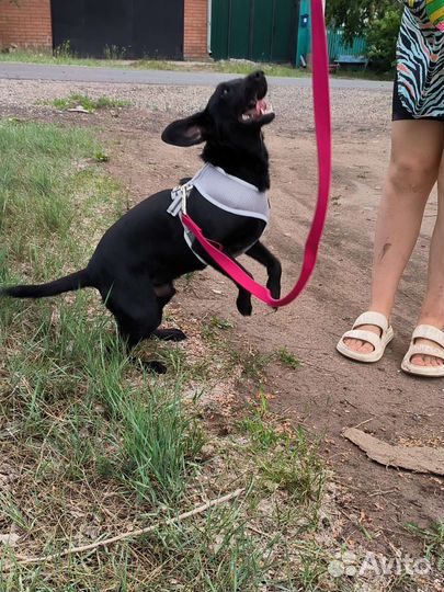 Пёс Майло в добрые руки