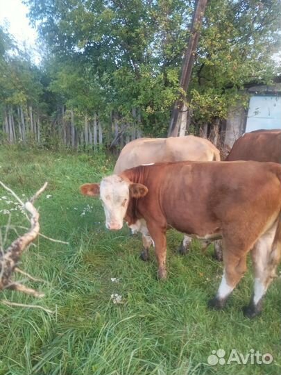 Корова бычек