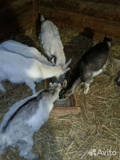 2 козочки и 3 козленка