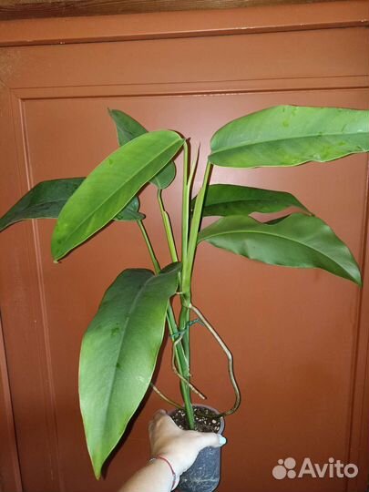 Эпипремнумы, амидриумы