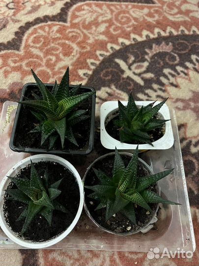 Суккуленты, хавортия, цветы