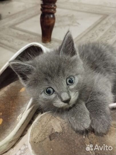 Котята в добрые руки бесплатно коты