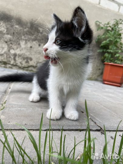 Кошка в дар