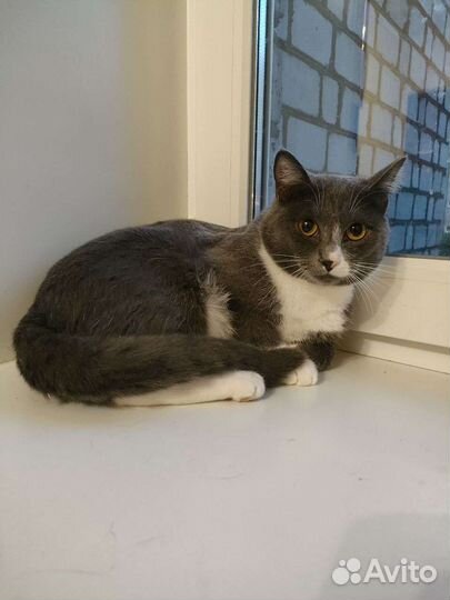 Отдаю котов бесплатно