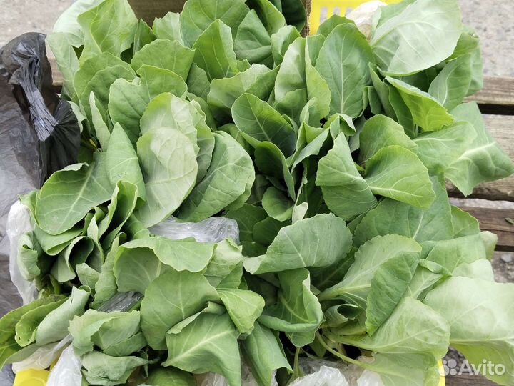 Рассада капуста ранняя