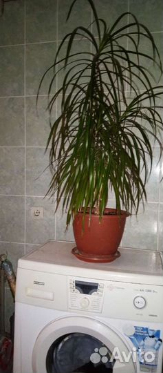 Драцена