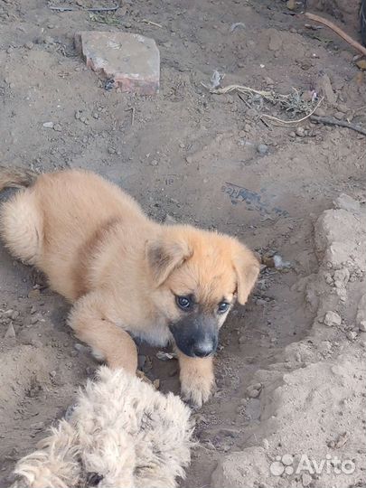 Щенки бесплатно