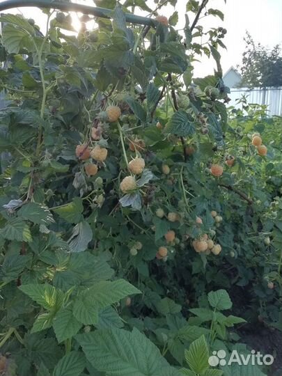 Норвежская малина (Розолистная), Оранжевая