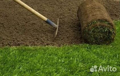Рулонный газон