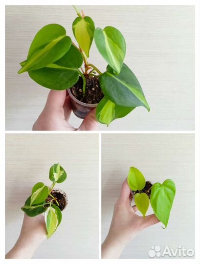 Сциндапсусы,Филодендроны и др